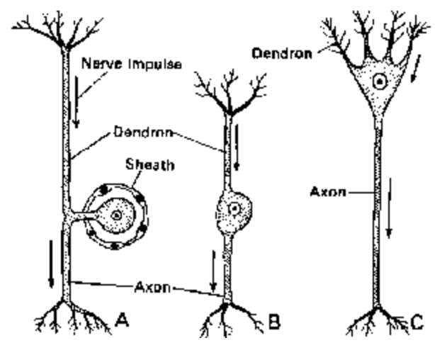 Nervous Tissue